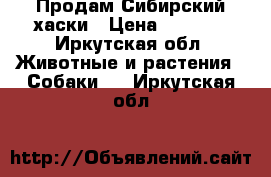 Продам Сибирский хаски › Цена ­ 9 000 - Иркутская обл. Животные и растения » Собаки   . Иркутская обл.